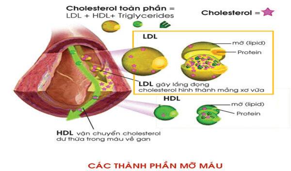 Thận trọng khi dùng thuốc hạ mỡ máu rosuvastatin