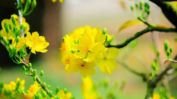 Ngành Giáo dục đón tết với tinh thần “vui tươi, lành mạnh, an toàn và tiết kiệm”