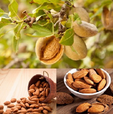 Thuốc và món ăn hỗ trợ trị viêm phế quản ở người cao tuổi