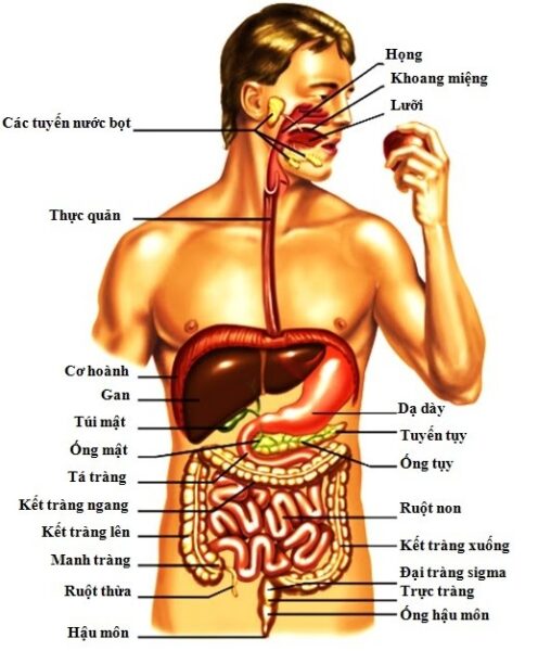Cơ thể xử lý thức ăn như thế nào?