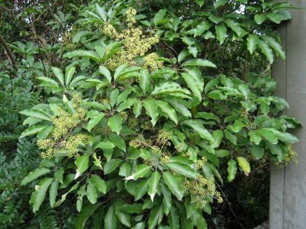 Cây thuốc – Cây cảnh phong thủy của mọi nhà “Ngũ gia bì chân chim”