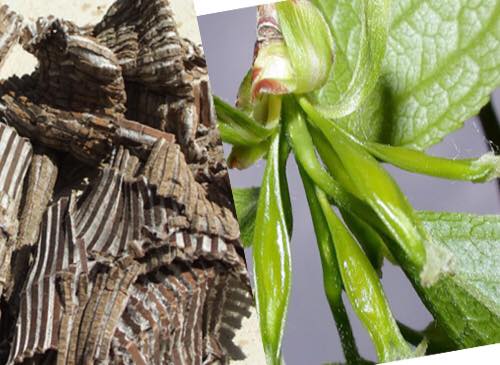 Bài thuốc đông y giúp bổ thận từ bên trong