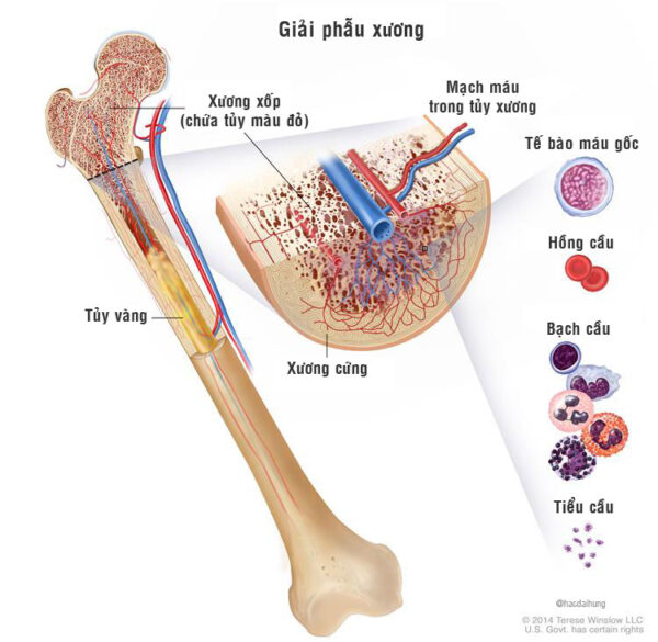 Đại Cương Về Xương Và Hệ Xương