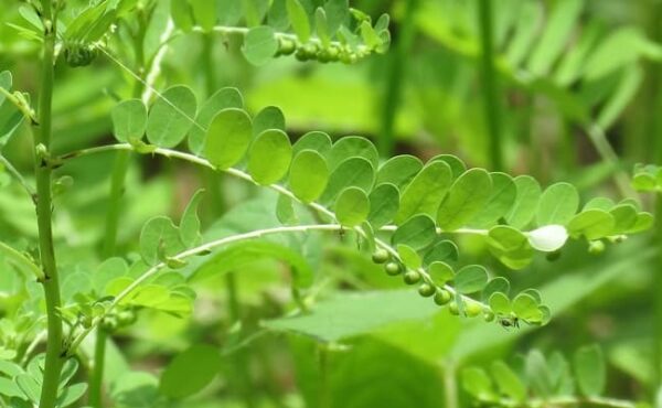 Diệp hạ châu (Chó đẻ răng cưa, Herba Phyllanthi urinariae)