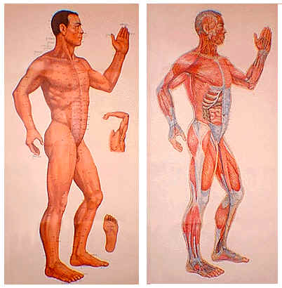 Học thuyết tạng tượng – Kinh lạc