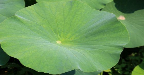Dùng Lá sen để trị bệnh, liệu bạn đã biết?