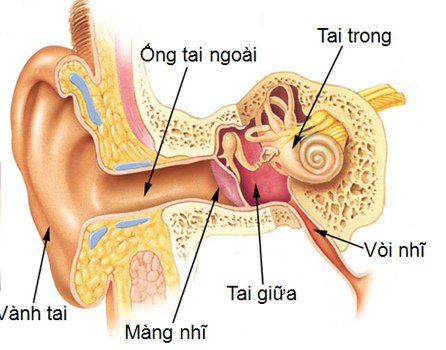 Bệnh học viêm tai giữa mạn tính