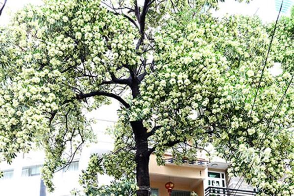 Cây hoa sữa trên sân trường