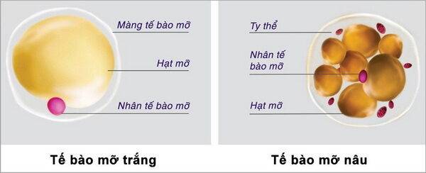 Mỡ trắng, mỡ nâu – hy vọng mới trong điều trị béo phì