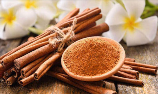 Quế – dược liệu cho người lưng, gối đau lạnh