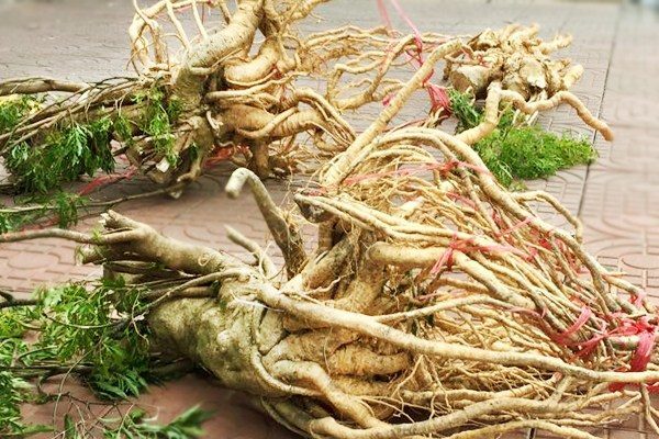 Cây Đinh Lăng- Nhân sâm của người Việt