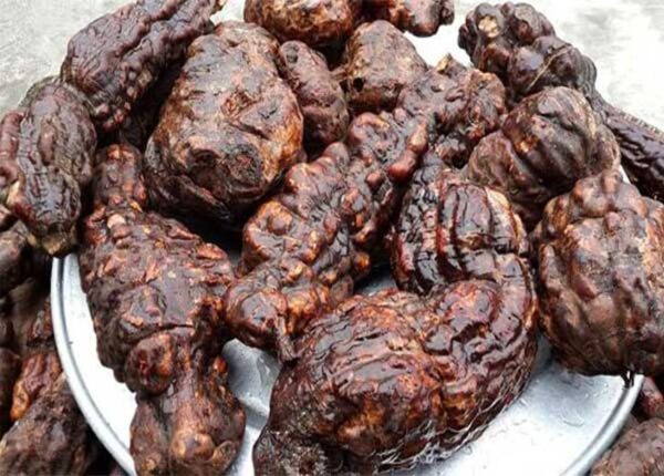 Câu chuyền về vị thuốc Hà thủ ô