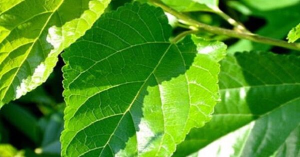 Bài thuốc từ lá dâu