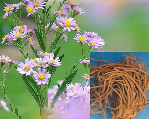 Bài thuốc kinh nghiệm trị ho mùa lạnh