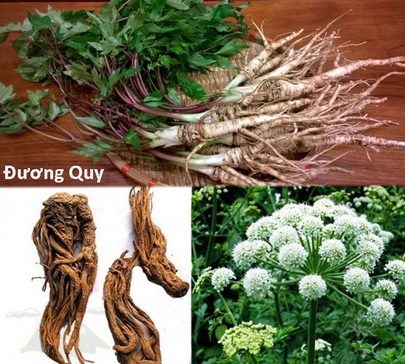 Đương quy – Vị thuốc cho phụ nữ