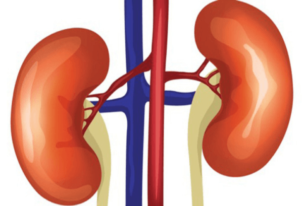 5 triệu chứng bất thường cho thấy thận đang có nguy cơ mắc bệnh