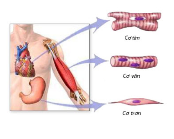 Pembrolizumab: Cảnh báo nguy cơ tiêu cơ vân từ SFDA