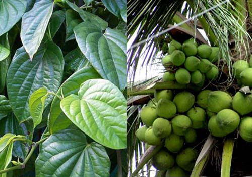 Chữa gút bằng trầu không, nước dừa