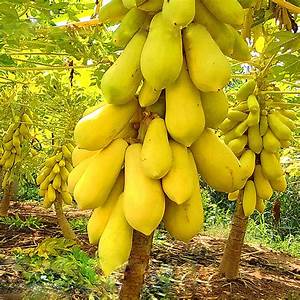 Giá trị sức khỏe bất ngờ từ đu đủ