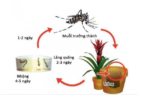 Thực hiện ngay các việc làm này để ngăn chặn dịch sốt xuất huyết bùng phát
