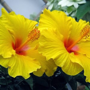 Cây râm bụt – Cây cảnh, cây thuốc
