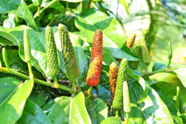 Dược liệu thiên nhiên tăng cường miễn dịch