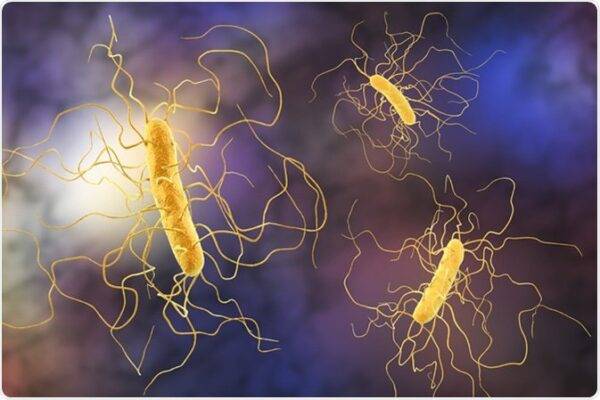 Hướng dẫn mới điều trị bệnh đường ruột do vi khuẩn C. difficile ở người lớn