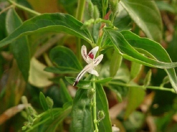 XUYÊN TÂM LIÊN – Vị thuốc tiềm năng trong phòng chống COVID-19