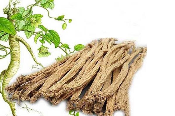 Đẳng sâm- Vị thuốc quý từ núi rừng