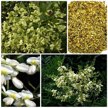 Hoa Hòe – vị thuốc tuyệt hay