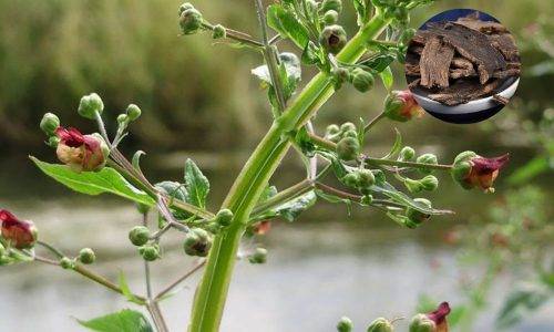 Huyền sâm thuốc bổ âm, dưỡng huyết