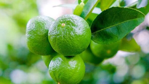 Những trường hợp nào không nên dùng chanh để tăng sức đề kháng?